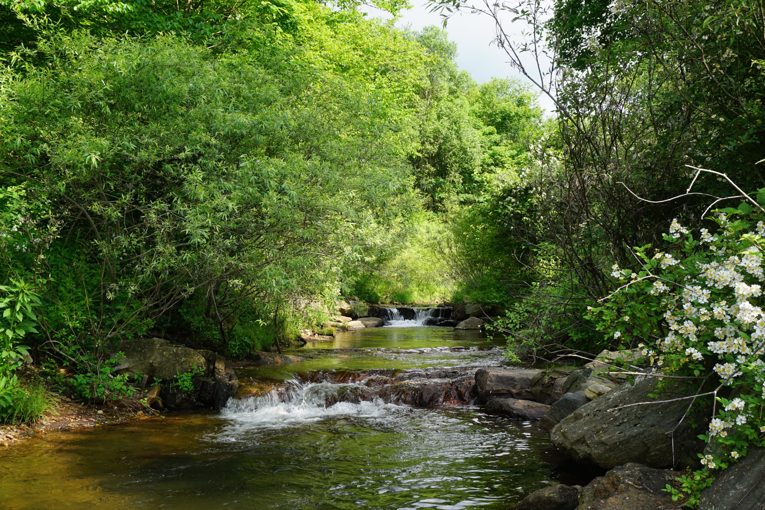 Linville-River-Phase-2-scaled